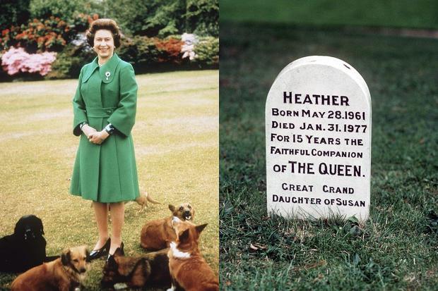 Susan ha avuto 14 generazioni di cani Corgi e possiede una tomba dedicata a Sandringham.  (Foto: Getty Images/Composizione)