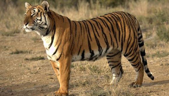 Científicos alertan de virtual extinción del tigre de Amoy