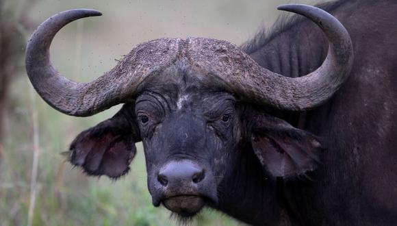 Búfalo salva la vida de un lagarto con impresionante cornada a león. (Foto: AFP)