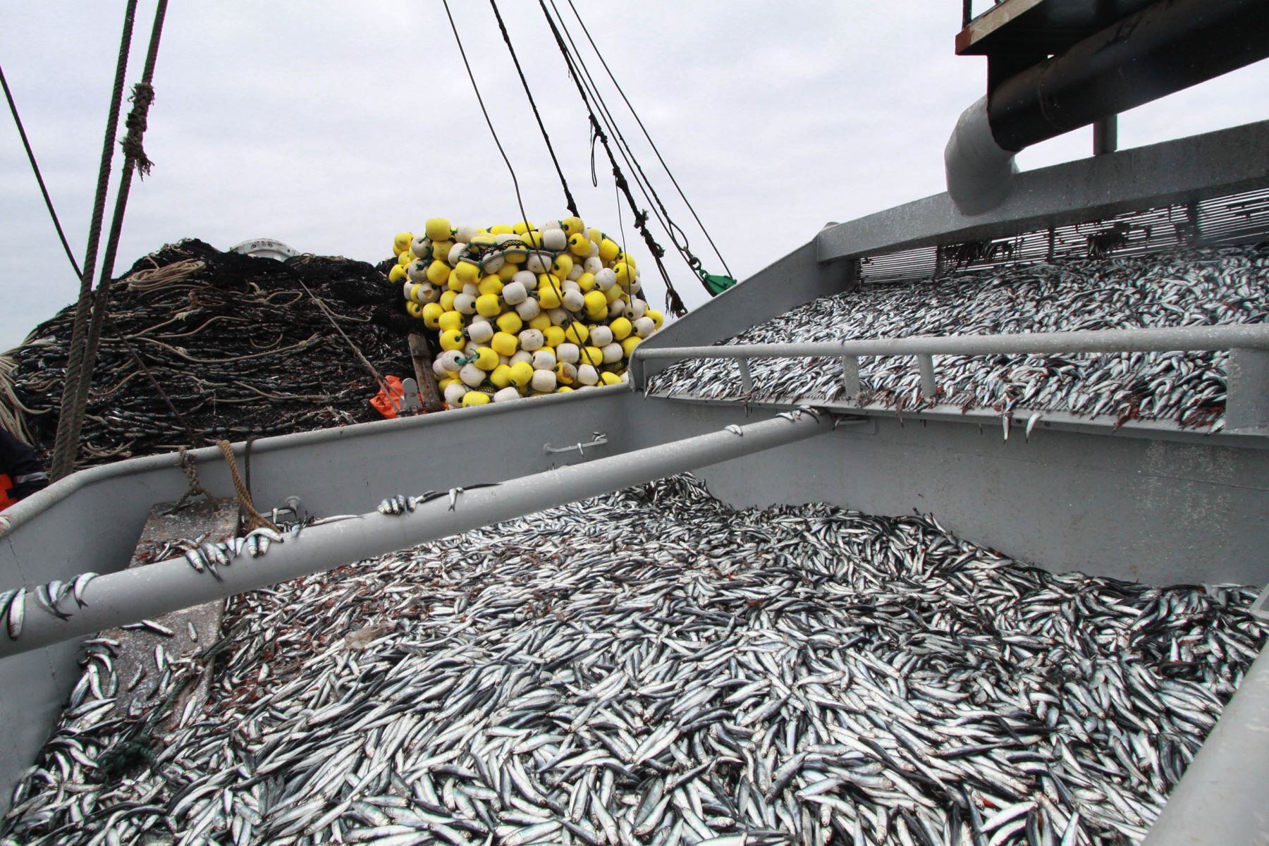 La Sociedad Nacional de Pesquería solicitó en octubre pasado que se les "reconozca la pesca industrial preexistente" en Paracas. Ante la negativa de Sernamp, acudieron al Poder Judicial.