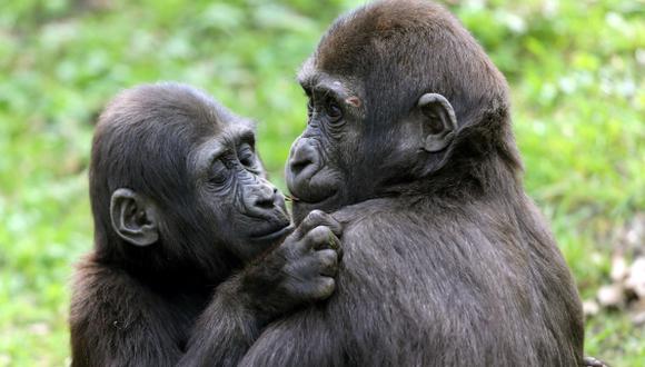 Cuatro especies de simios al borde de la extinción