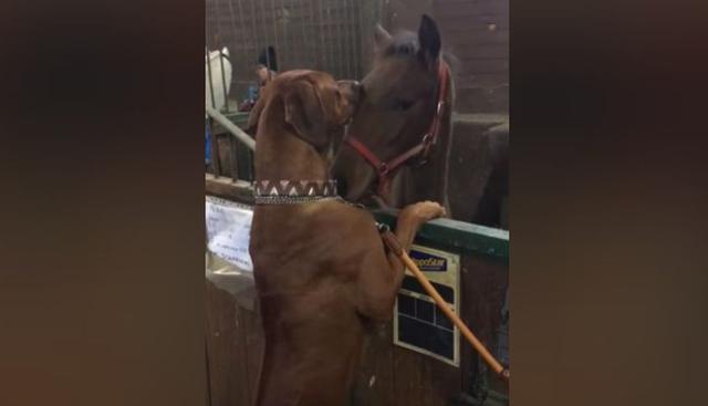El perro y el caballo fueron captados en un establo. (YouTube: ViralHog)