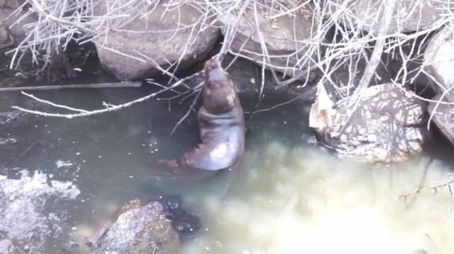 Tumbes: encontraron un lobo marino en río fronterizo - 1