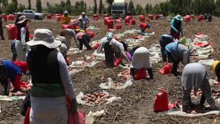 Minagri: Se destinarán más de S/ 523 millones para la campaña agrícola 2020-2021