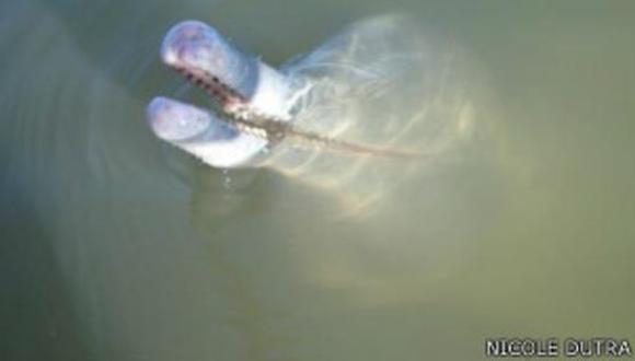 Descubren en Brasil primera especie de delfín de río desde 1918
