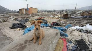 Cantagallo: piden ayuda para unos 40 animales abandonados