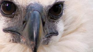 Alexander Blanco, el veterinario venezolano que arriesga su vida para salvar al águila harpía [BBC]