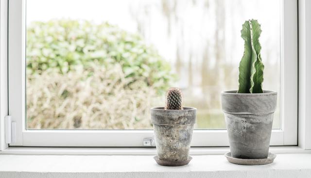 Si tu planta se encuentra en exteriores, debes tener cuidado en épocas de frío y no regarla demasiado. El exceso de humedad puede provocar la aparición de hongos. (Foto: Shutterstock)