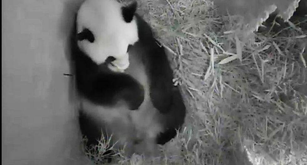 Yang Yang, la panda que dió a luz en un zoológico de Viena. (Foto: facebook.com/zoovienna)