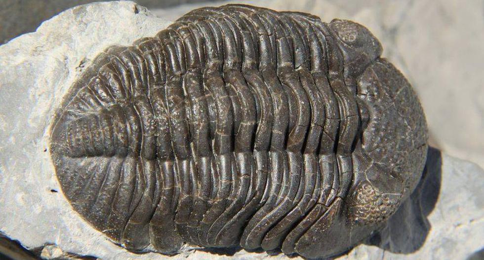 Fósil de trilobite. (Foto: Wikimedia)