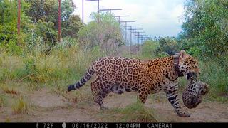 Argentina: nacen los primeros jaguares concebidos y nacidos en libertad en los Esteros del Iberá | VIDEOS