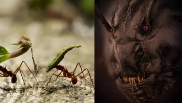 Cómo es el rostro de una hormiga mirado desde un microscopio