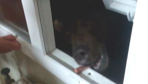 YouTube: jóvenes alimentan a oso salvaje en su casa (VIDEO)