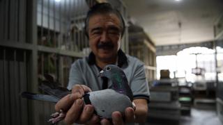 La mortal odisea de las palomas mensajeras en un concurso de Filipinas | FOTOS