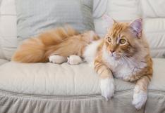 10 cosas sobre los gatos que posiblemente no sabías