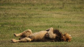La magia del Parque Nacional del Serengueti