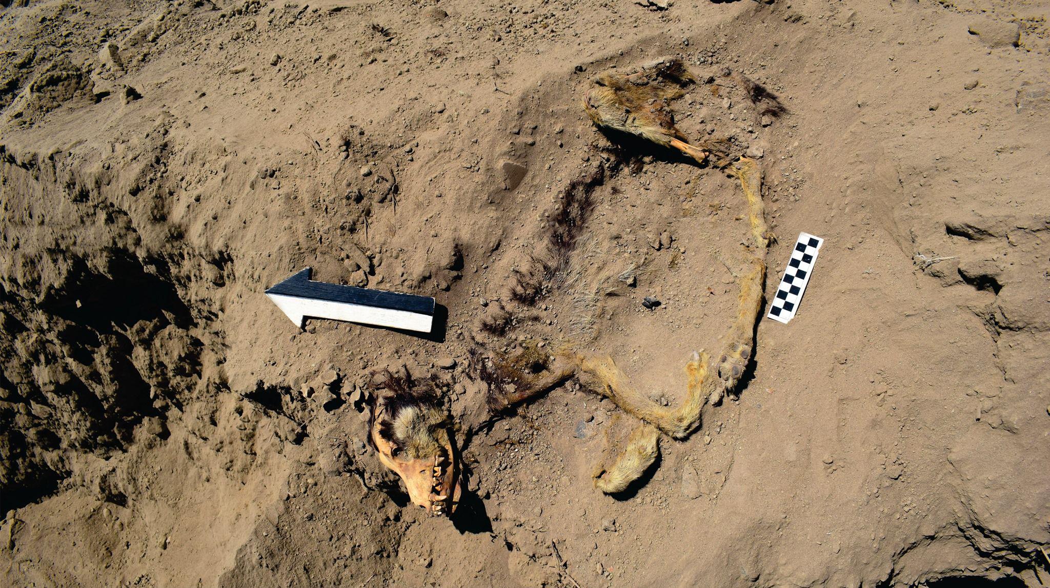 La arqueóloga Mónica Suárez reveló que la osamenta del perro pertenecería a la cultura Casma. (Foto: Proyecto Arqueológico Sechín)