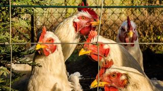 Casi un millón de aves abatidas en Japón por la gripe aviar