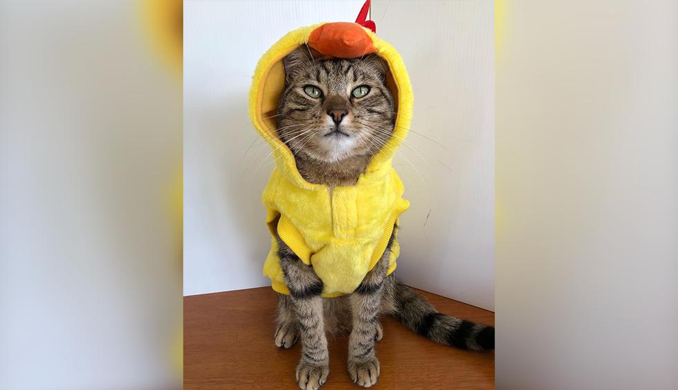 La disculpa del Gobierno de EE.UU. tras enviar por error la foto de un gatito en | | EL COMERCIO PERÚ