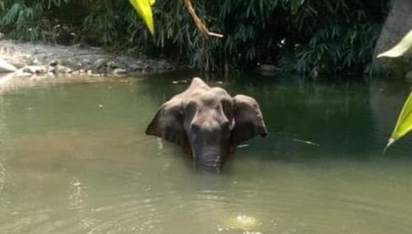 La elefanta Hathini estaba embarazada cuando sufrió graves heridas que llevaron a su muerte. (Foto: MOHAN KRISHNAN, vía BBC Mundo).