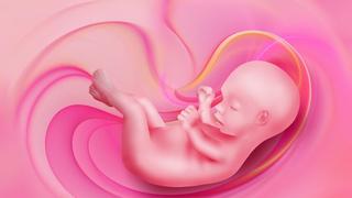 ¿Cuál es la función de la placenta?