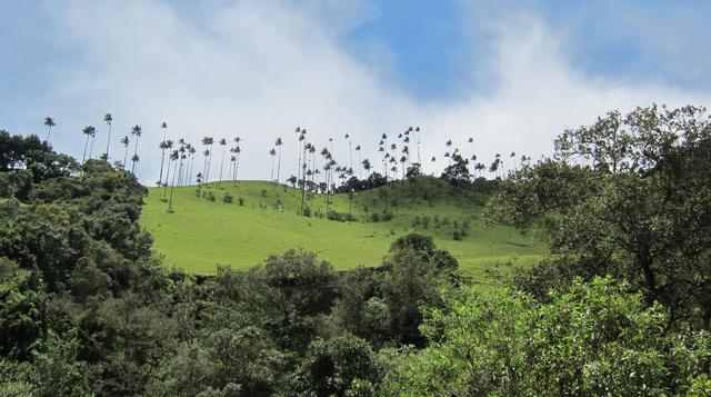 Este valle colombiano tiene las palmeras más altas del planeta - 2