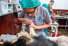 WUF: Por qué la esterilización de perros y gatos es importante para la salud pública 