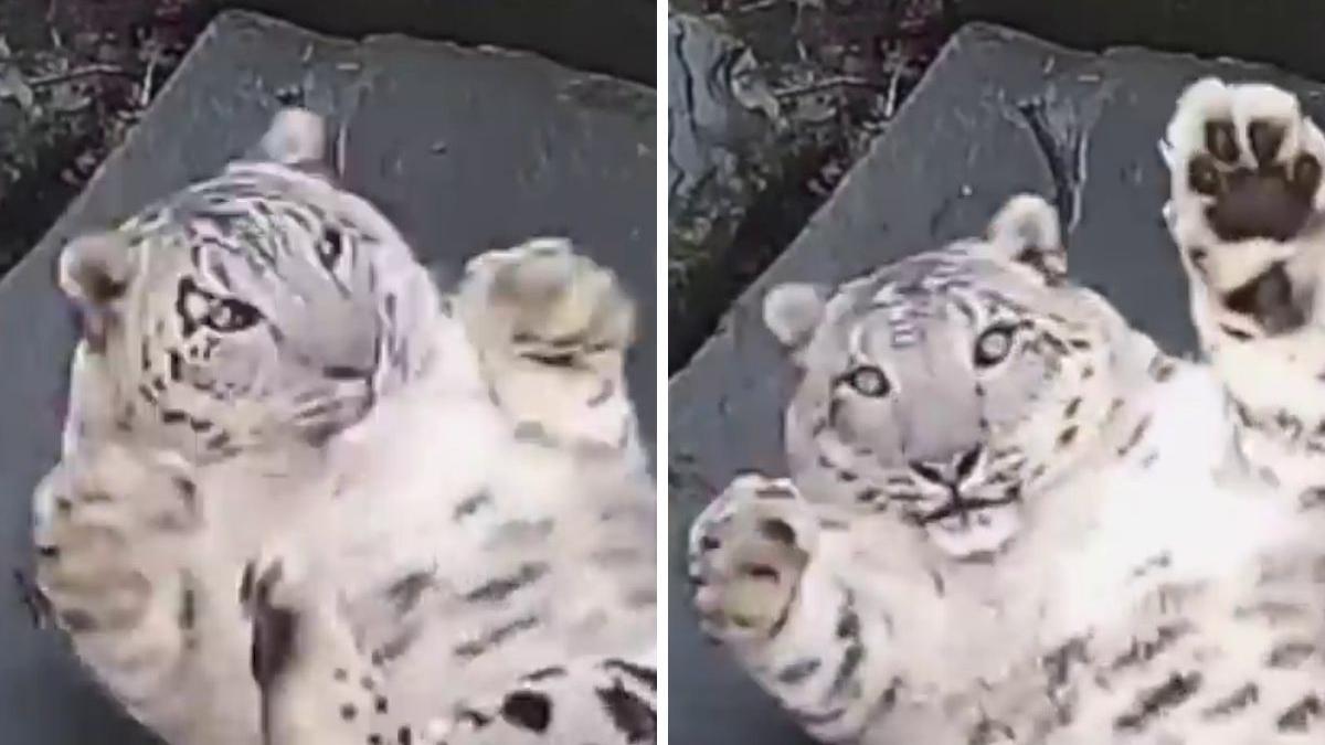 Video viral | El momento en que un leopardo de las nieves se percata que está siendo grabado | YouTube Reino Unido | nnda nnrt | VIRALES | MAG.