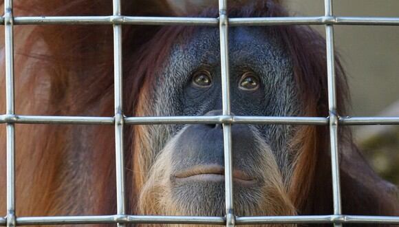 Mujer embarazada se acerca al recinto de un enorme orangután y este reacciona de la manera menos pensada que cautivó a todos los espectadores. ( Foto: Pixabay / referencial)