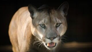 Niño logró defenderse de un puma que lo atacó golpeándolo con sus manos