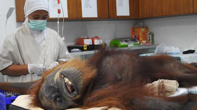 Una orangutana fue encontrada con 74 disparos de perdigón en el cuerpo junto a su cría, que murió horas después por malnutrición.  (Foto: EFE)