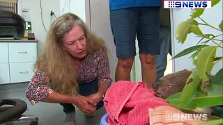 Reencuentro del koala malherido con la mujer que lo salvó de los incendios de Australia da vuelta al mundo