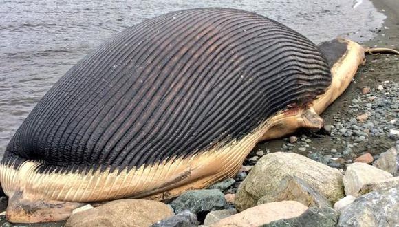 Pueblo en Canadá teme que explote una ballena muerta
