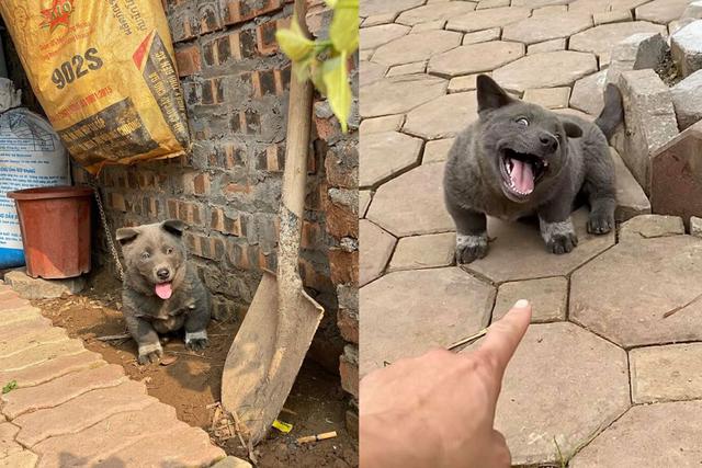 El tierno cachorro que tiene apariencia de gato es de origen vietnamita y fue nombrado como Dúi (Foto: Facebook Gấu Mèo Bắc Mỹ)