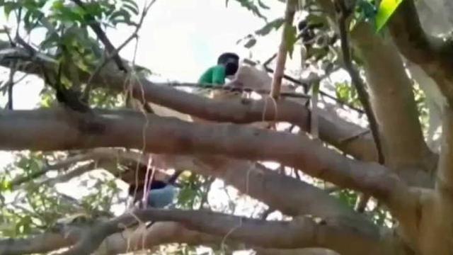 Pobladores de la india cumplen cuarentena en árboles. (Foto: Captura)
