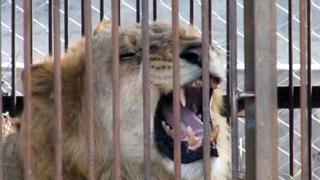 Nueve leones fueron rescatados de tres circos [Video]