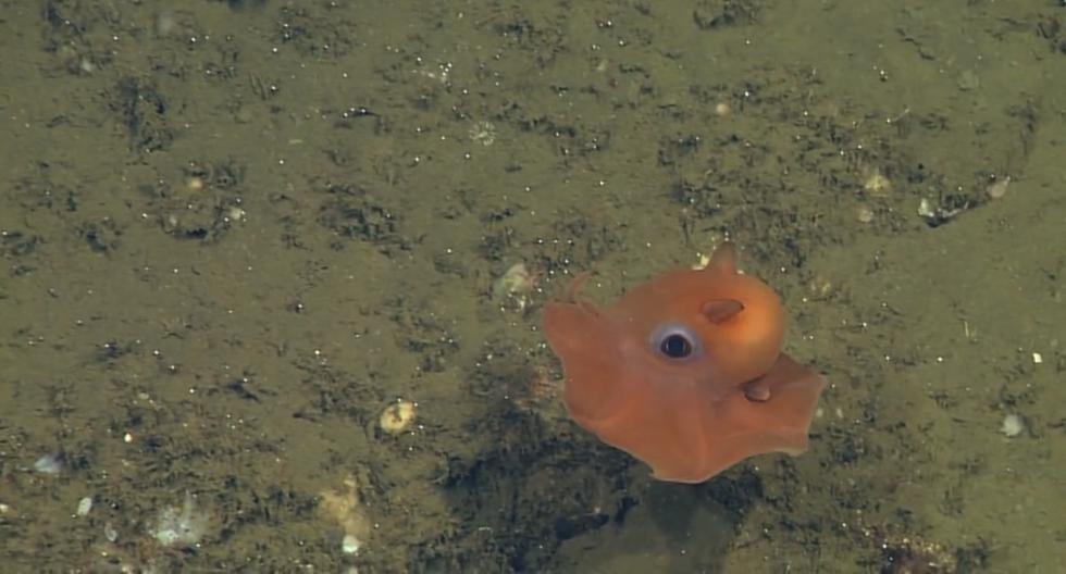 Descubren esta nueva especie de pulpo. (Foto: CNN)