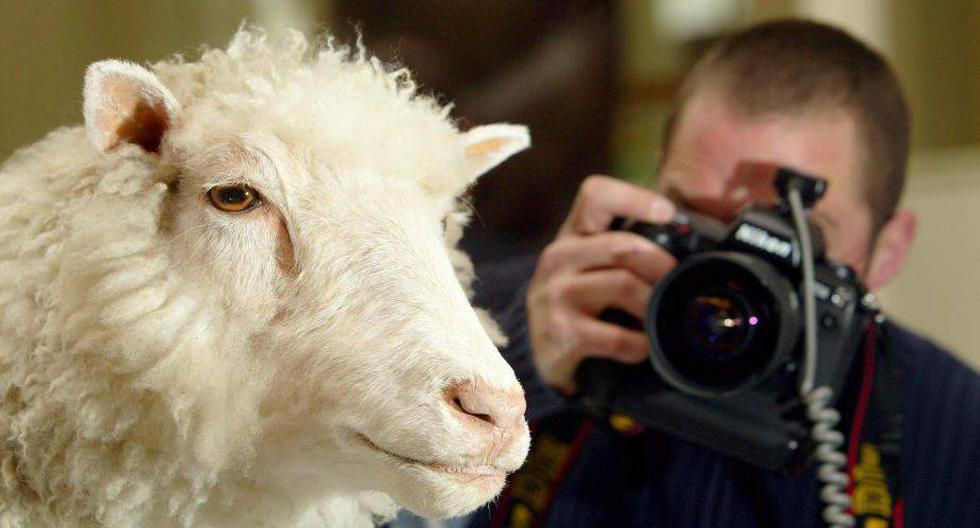 Un día como hoy pero en 2003, fue acrificada la oveja Dolly, primer mamífero clónico. (Foto: EFE)