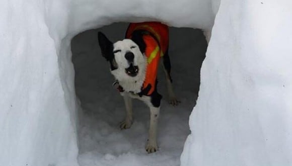 'Flo' es una perrita de raza Border Collie que se gana la vida como animal de rescate en las congeladas montañas de Inglaterra. (Foto: Mountain Rescue Search Dogs England en Facebook)