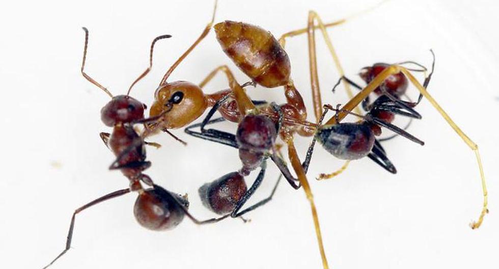 Un grupo de científicos descubrió nuevas especies de \'hormigas explosivas\' en el sudeste de Asia, incluyendo una desconocida para la ciencia hasta ahora. (Foto: Twitter)