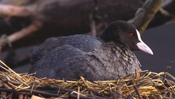 Investigaciones anteriores no explicaban por qué las fulicas adultas prefieren los pichones coloridos, y a los intereses de quién sirve la ornamentación. (Foto: Wikipedia)