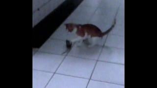 Pucallpa: gato cazó rata en pleno pasillo de hospital regional