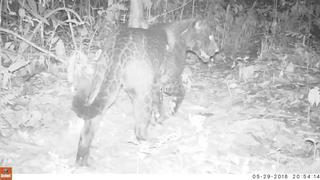 El raro jaguar negro que entusiasma a científicos en bosques amazónicos de Bolivia