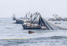 Se logró proteger cerca de 300,000 toneladas de anchoveta juvenil