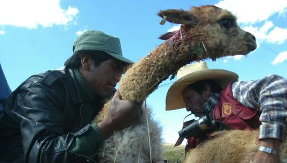 Huancavelica: sarna en vicuñas generó pérdidas por S/. 80.000
