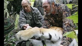 Vladimir Putin: Su tigre mató a 18 cabras en China