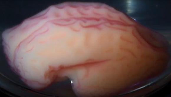 Crean una réplica en 3D del cerebro humano