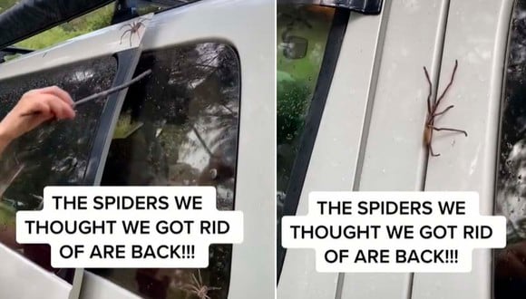 La araña cazadora intentó escapar y se metió dentro de la camioneta de la pareja. | Foto: gawnedsgapyear/TikTok