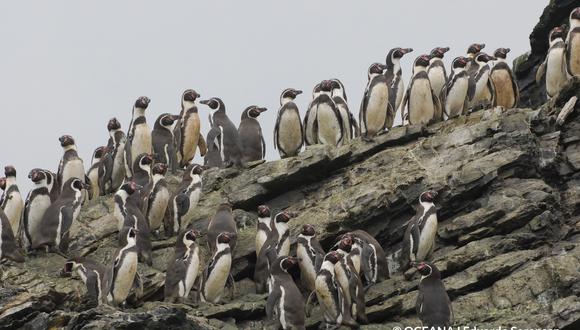 Pingüinos de Humboldt en la Reserva Nacional Pingüino de Humboldt. Región de Coquimbo. Foto: © Oceana – Eduardo Sorensen