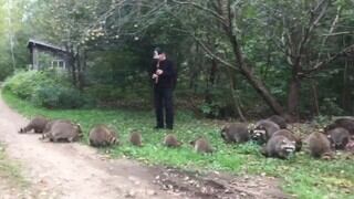 Un joven atrae a una veintena de mapaches usando su flauta